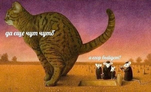 КОТофалк кста...