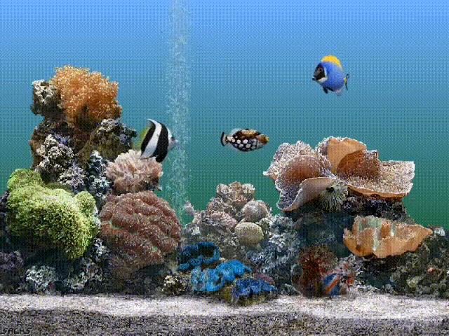 Windows XP Aquarium theme Screen Saver