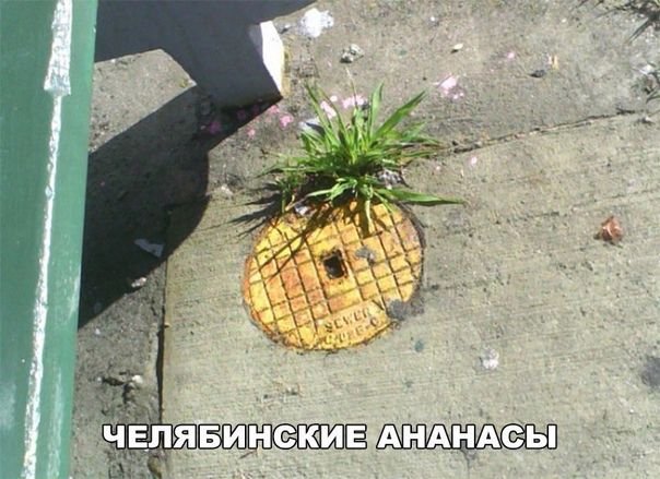 🍍 В Челябинске вырастили ананас на а...